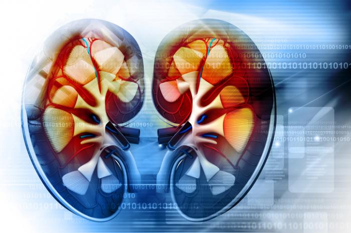 Power up Your Kidneys Function